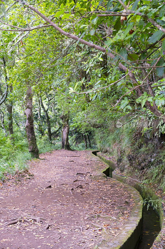 森林景观沿Vereda dos Balc?es在马德拉岛山